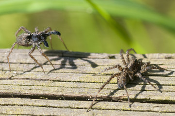 Wolf Spider (Pardosa lugubris) performing courtship ritual dance