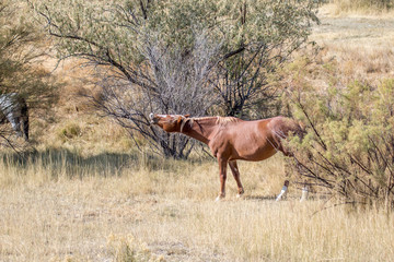 Horse laughing in an autumn meadow
