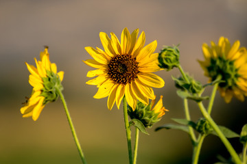 Wild sunflowers in a meadow on a brite autumn day