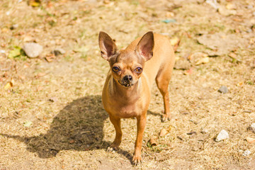 chiwawa outdoor trip