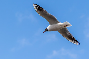 Tern in flight against a beautiful blue sky