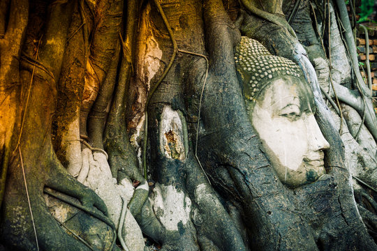 Amazing Buddha head statue in bodhi tree roots  at Wat Maha That Ayutthaya. Buddha head made from sand stone stuck in bodhi tree roots.