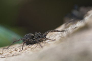 Wolf Spider (Pardosa lugubris) performing courtship ritual dance
