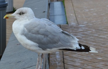 Möwe auf einer Mauer