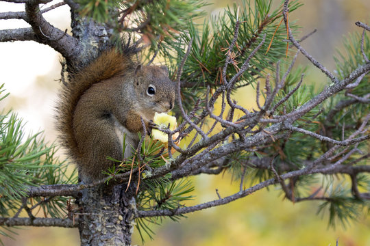 Douglas Squirrel having an Apple in tree