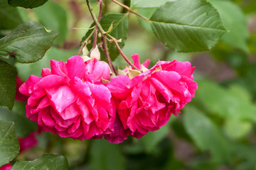 Fototapeta premium Roses