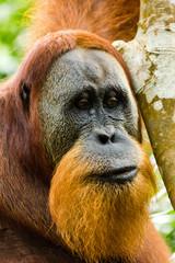 Large male Orangutan in the rainforest of Sumatra