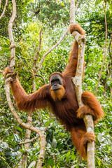 A large, wild male Orangutan in the Sumatran rainforest