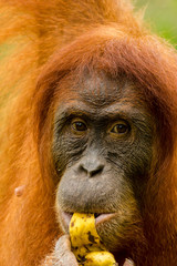A female Orangutan feeding in the jungles of Sumatra