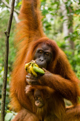 Mother and baby Orangutan feeding