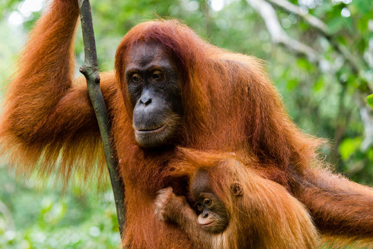 Mother And Baby Orangutan In Sarawak, Borneo