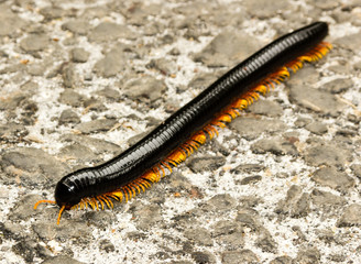 A large millipede crawls across a path in Indonesia