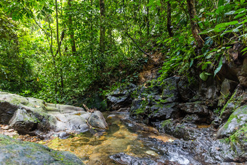 Naklejka na ściany i meble A small stream in tropical rainforest