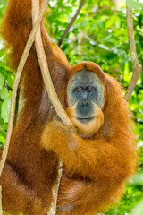 Large wild male Orangutang watching closely from a tree