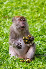 A long tailed Macaque eating a chunk of a pineapple