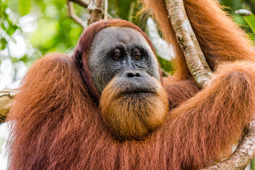 A large, wild male Orangutan in the jungles of Sumatra, Indonesia