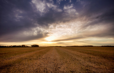 Fototapeta premium Green strips and straw on a harvested field with forest of trees in the background in a rural countryside landscape