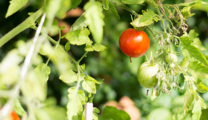 tomatoe and tomato leaves