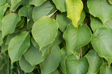 macro photo of kiwifruit leaves