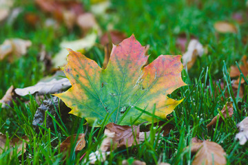 October Leaf C Autumn Nature Photography Split Toning Shallow Depth of Field