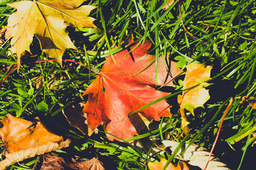 October Leaf E Autumn Nature Photography Split Toning Shallow Depth of Field