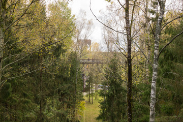 Forest panorama at Treetop Walkway "LAJU TAKAS" in Lithuania