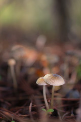 Small mushrooms on the floor of a pine forest.