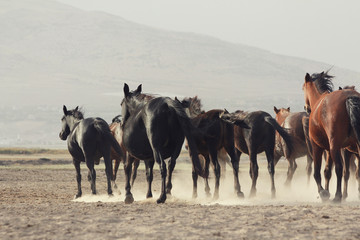 Fototapeta na wymiar plain with beautiful horses in sunny summer day in Turkey. Herd of thoroughbred horses. Horse herd run fast in desert dust against dramatic sunset sky. wild horses 