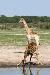 giraffes at the water hole, Hwange, Zimbabwe