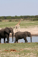 Fototapeta premium African elephant, Loxodonta africana, at waterhole Hwange National Park, Zimbabwe
