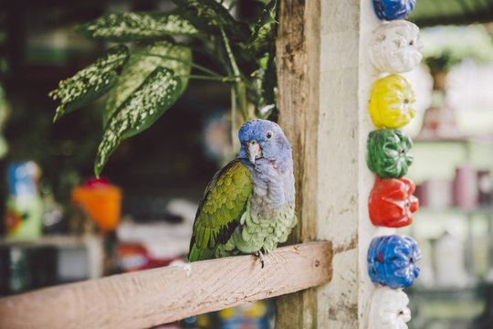 Tropical Amazon