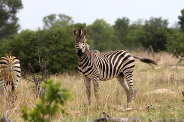 Fototapeta na wymiar Grant's zebra. Equus quagga boehmi, Hwange National Park, Zimbabwe