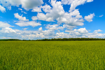 Obraz premium Green wheat field under beautiful cloudy sky
