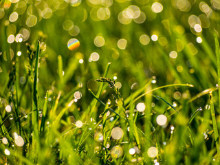 Dewy Grass Field Close Up Shallow Depth of Field