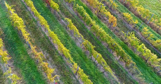 Aerial shot, huge vineyards with the autumn colors after the grape harvest 