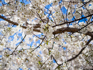 White Cherry Blossoms Against Sky