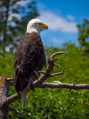 Bald Eagle on Branch Perch