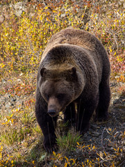 Grizzly Bear in Denali National Park During Autumn