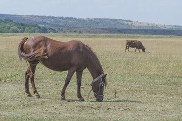 Naklejka na ściany i meble horse grazing in a meadow