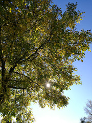 Ein noch grüner Baum im Herbst