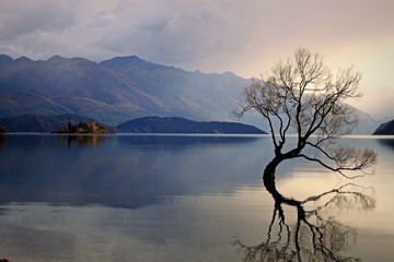 Lone tree, Wanaka, New Zealand