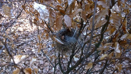 Empty nest on the tree. Slovakia