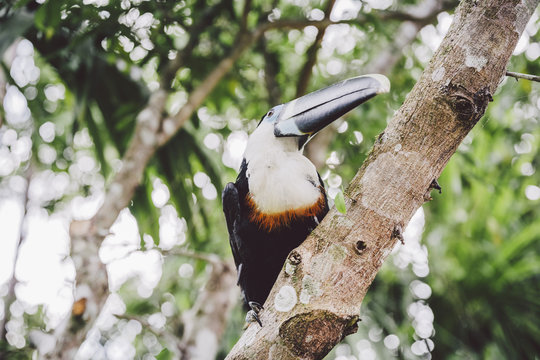 Tropical Amazon