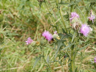 Fiori
