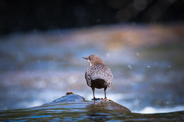 Cincle-plongeur (White-throated Dipper)