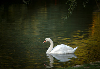 White swan floating on the pond with the dark green water