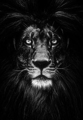 Portrait of a Beautiful lion, lion in dark