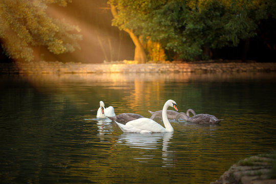 White and grey swans floating on the pond with the dark green water on the trees background in the morning shine light