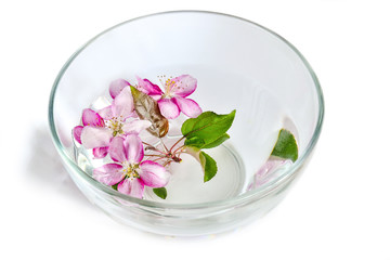 Fresh cherry or apple blossoms floating in the glass bowl with water