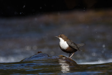 Cincle-plongeur (White-throated Dipper)